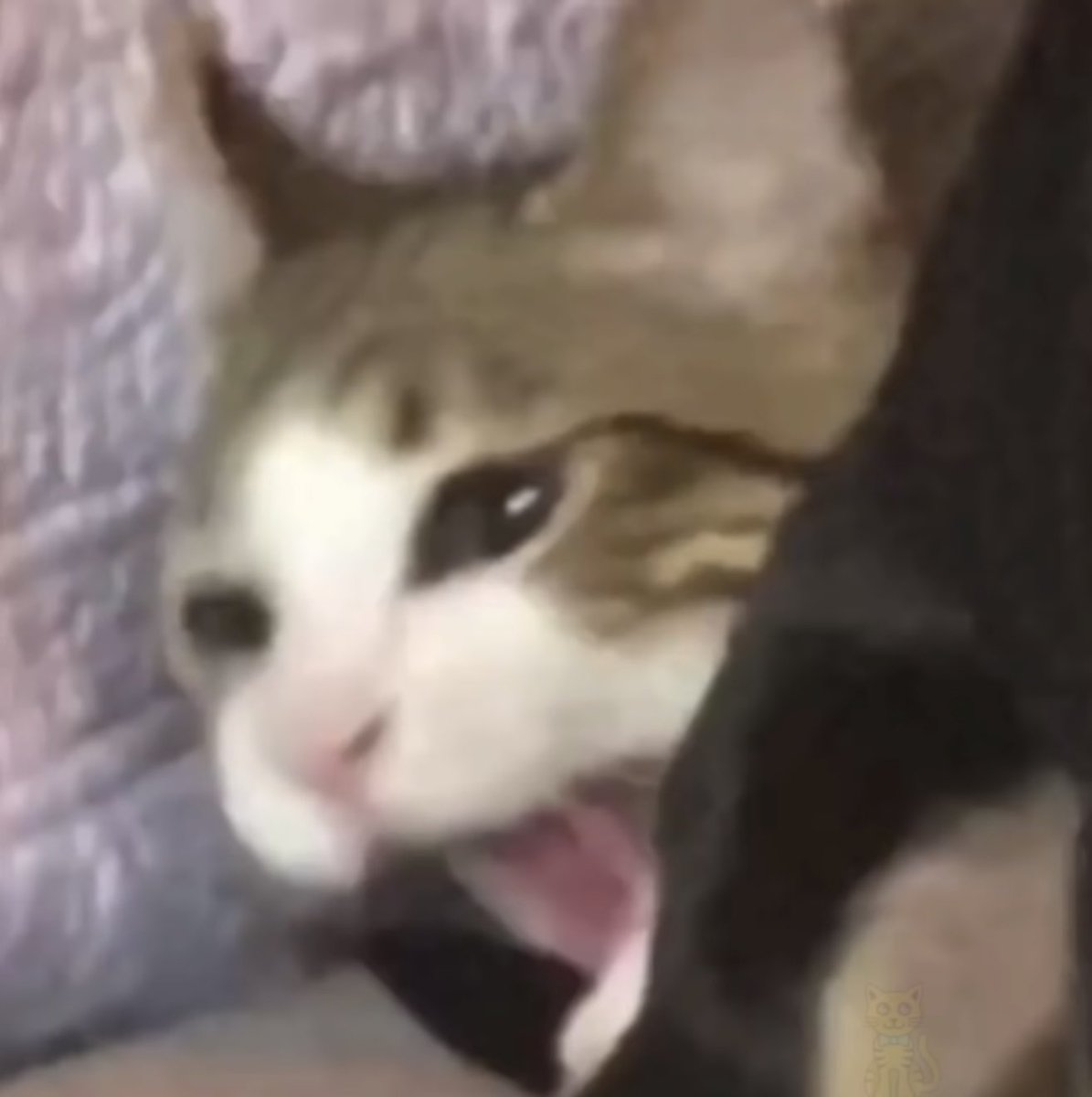 ILuv3000_'s tweet image. ทุกครั้งที่ล่ม กูโทษเน็ตก่อนตลอด5555555555
เน็ตsaid อะไรๆก็กู!!
555555 #readawtite