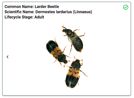 TeamConserv's tweet photo. Meet the Larder Beetle, the Bugs of the Week! Did you know the Black Larder Beetle is used as a “museum volunteer” to clean carcasses as part of the skeletonization of zoological specimens? https://t.co/xlrrkCfxqg
