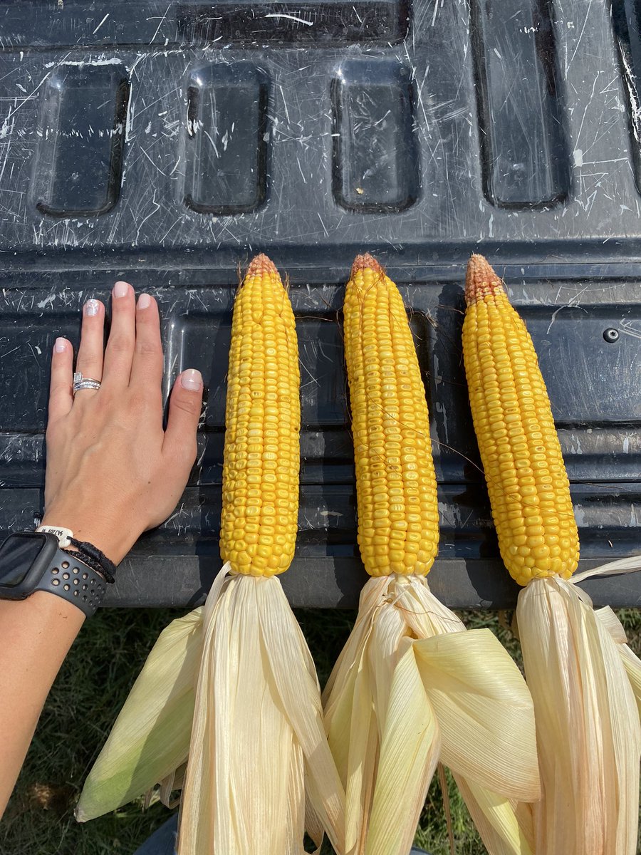 Out this week estimating corn yields for the #NuWayAgronomy #LandusCropTour21