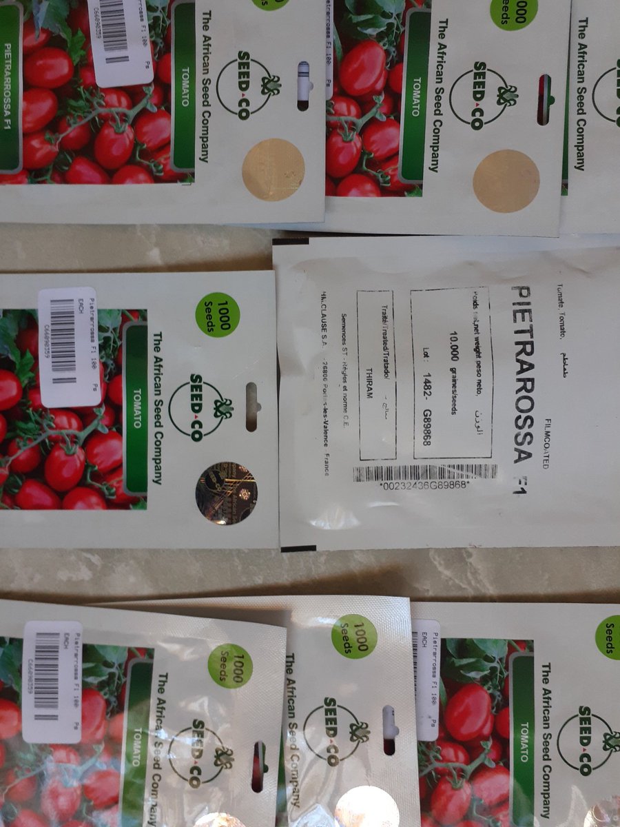Pietrarossa F1 - the right seed <a href="/SeedCoVegZim/">Seed Co Vegetables Zim</a> . Summer games