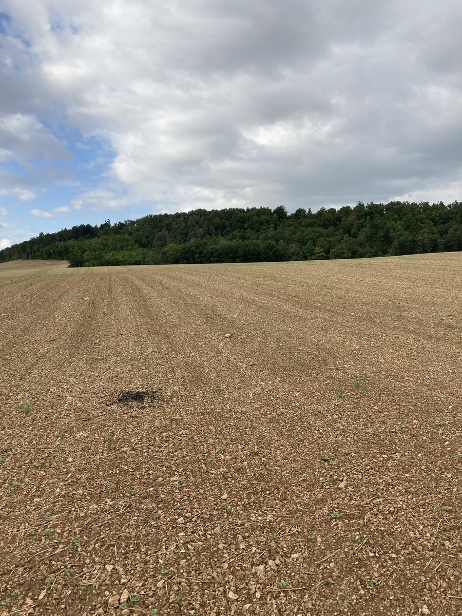 OlivierCOSTE2's tweet photo. Pendant que certains de nos agriculteurs de l’#Yonne @Pat2816,sont en vacances.
On pourrait dire cet après-midi @BONNIN1402,déjà quelques observations pour le #BSV @EmericCa70 #colza #Bourgogne,en @companion_fr de cet #AdditionProtect. https://t.co/ilD85Tf8dG