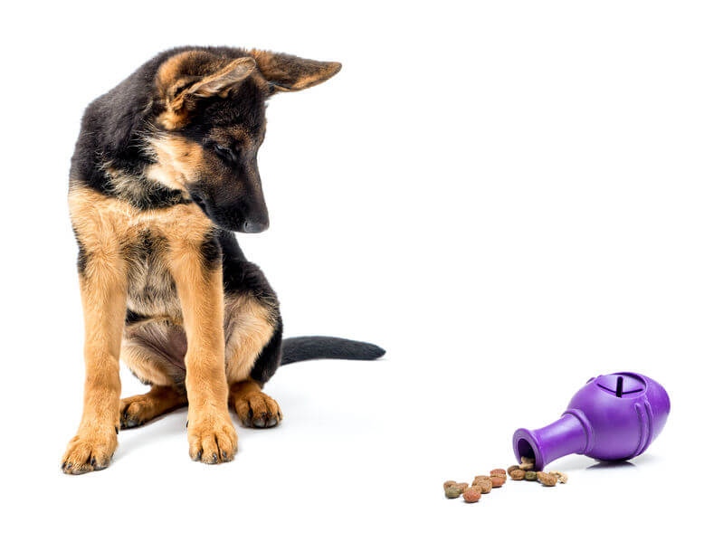 Believe it or not, dogs have an awful lot of downtime when they are waiting for us to engage with them. The #UltimatePetNutrition team and I have a great article about why mental stimulation is so important for dogs and how you can achieve this. 
Enjoy! 
l8r.it/kkwE