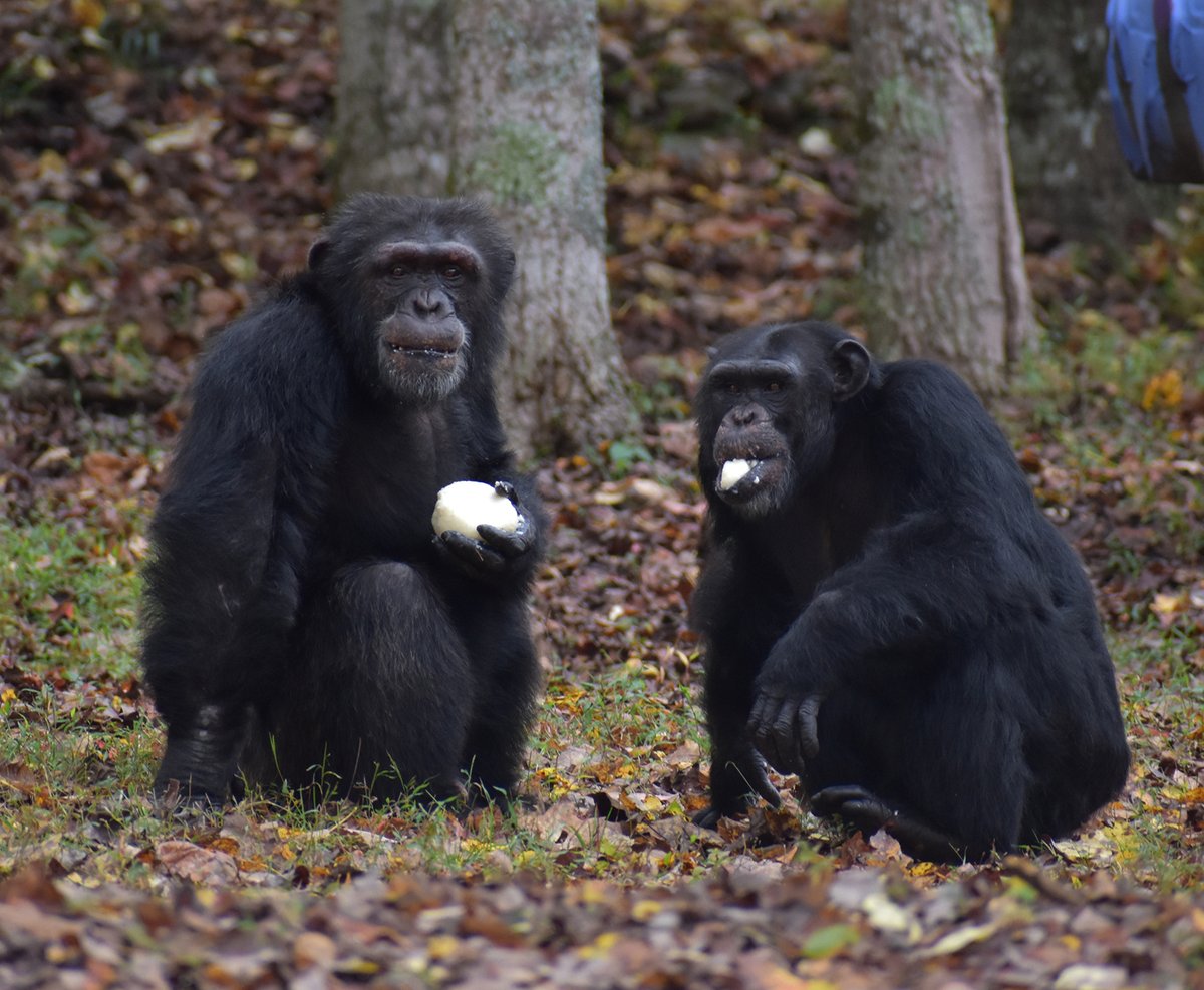projectchimps's tweet photo. It's National Potato Day! Potatoes can be eaten with just about every meal — or as a meal — making these starchy veggies a delicious and easy way to get iron, potassium and vitamin C. Bo and Lance seemed to enjoy them mashed!
#BoChimp #LanceChimp #PotatoDay #NationalPotatoDay https://t.co/6Fb2eQqlg7