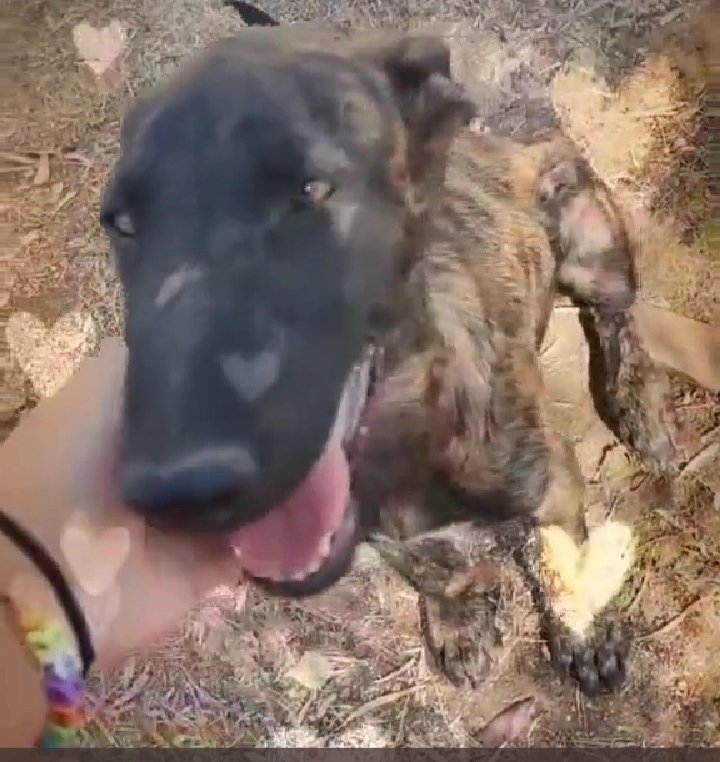 Hola soy Rangar, nadie pregunta por mí mami de vida  será que aún no me ha visto....🪔🪔🪔🪔🪔🪔pero ME VERÁ👁️👁️👁️👁️👁️👁️💘💘💘💘💘💘💘💘💘