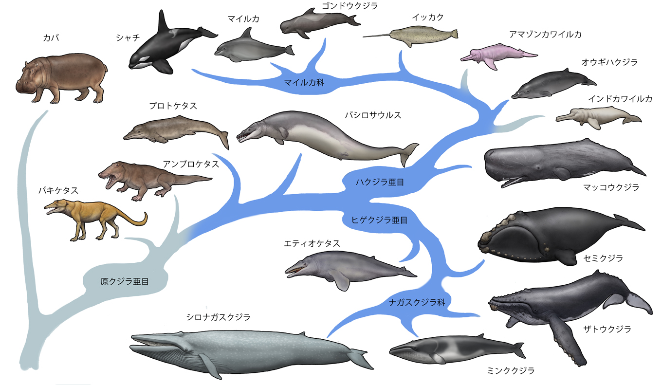 超目玉 カバ牙 クジラの歯 ２９９ 雑貨 アンティーク コレクション 9 021 Laeknavaktin Is