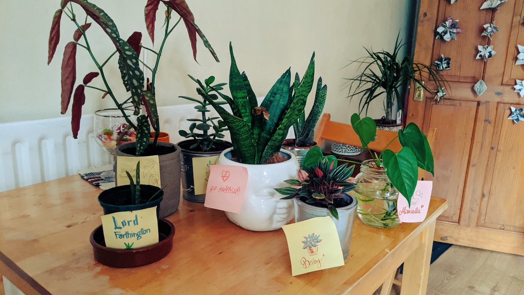 Going away starts feeling real not when I check-in or finish packing. It starts getting real when I drop these babies off 🪴❤️

NOW I believe I'm travelling ☺️

#plants #classicmillenialplantmumproblems #hashtageverything