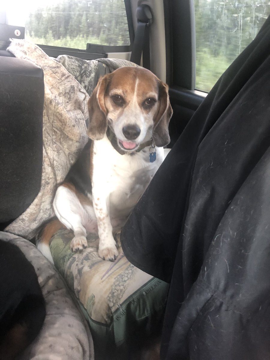 Just drove Alaska Highway (visiting a friend in Fairbanks for a bit)…at one point through frost heaves from Destruction Bay to Beaver Creek, one of my beagles got angry about all of the bouncing and started barking at the truck 😂 #beagles #UglyDogs