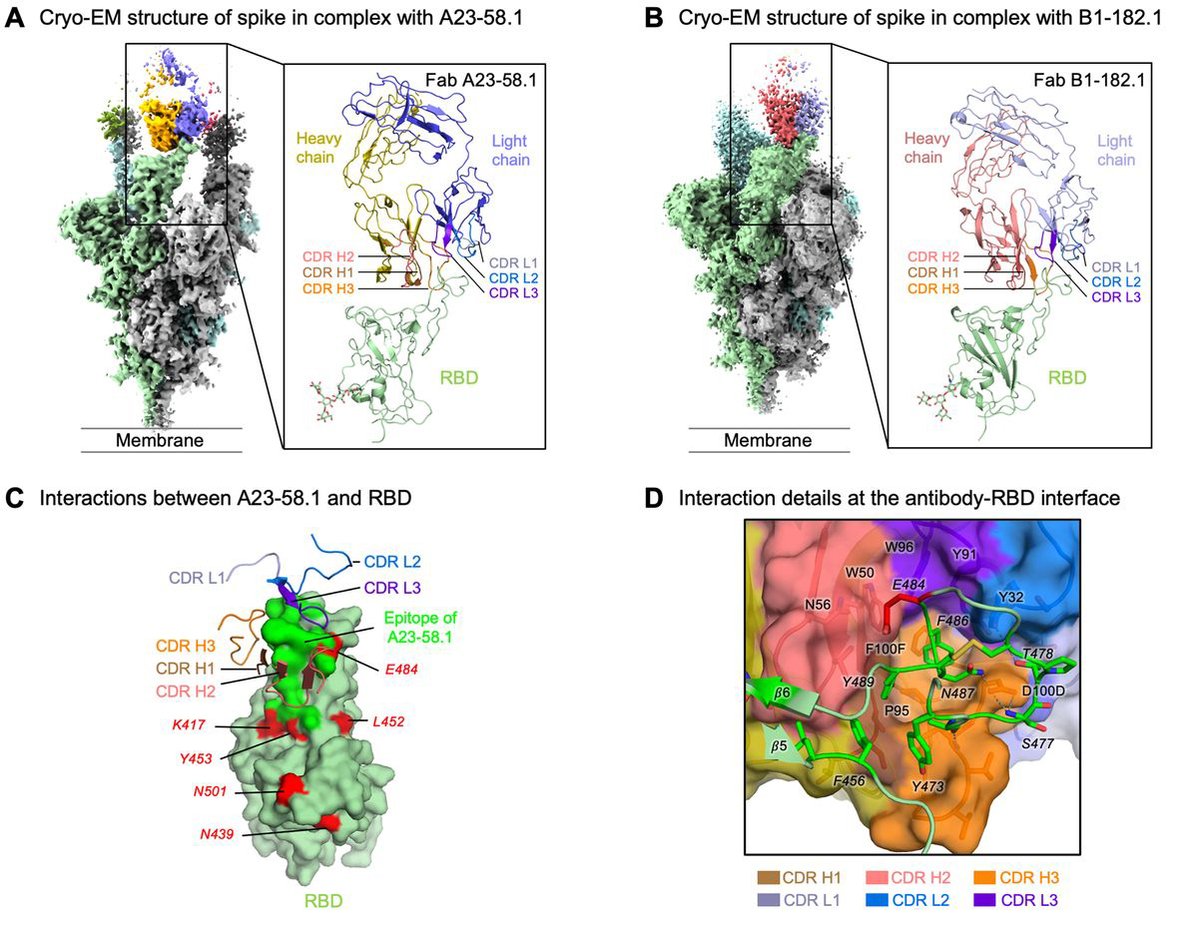 Convalescent plasma from 22 people infected during the first wave of the #COVID19 pandemic contains 4 antibodies that are extremely potent against 23 variants of #SARSCoV2, including several “variants of concern,” new research in Science finds. fcld.ly/kscm50e