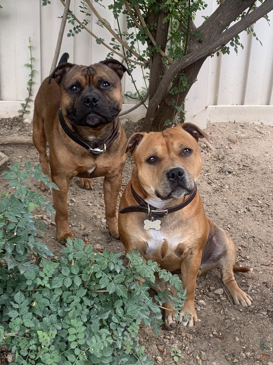 MyStaffords's tweet photo. EJ + Jedi = 🐶❤️🐾🐶
#staffordshirebullterrier #housejudael #nextgeneration #linebred #jonestownx #steyerts https://t.co/lf3ZFnzz4f
