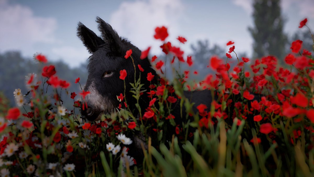 A donkey grazes amongst a field of red flowers.