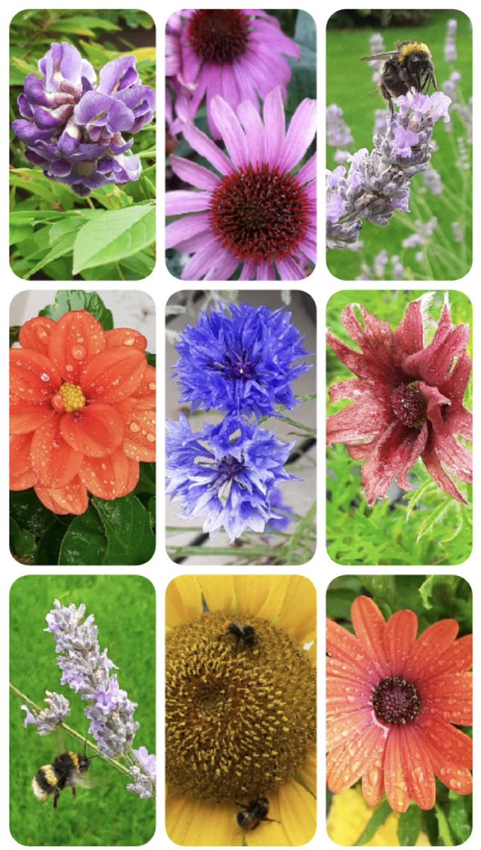 thingwallprima1's tweet photo. ππWeβve had some great entries for our #rainbowsofnature competition. Itβs not too late to enter! Winners announced in September. What better day to upload your nature photos - itβs National Photography Day 2021! Tag @thingwallprima1 too! ππ https://t.co/ufC8rsl8ac