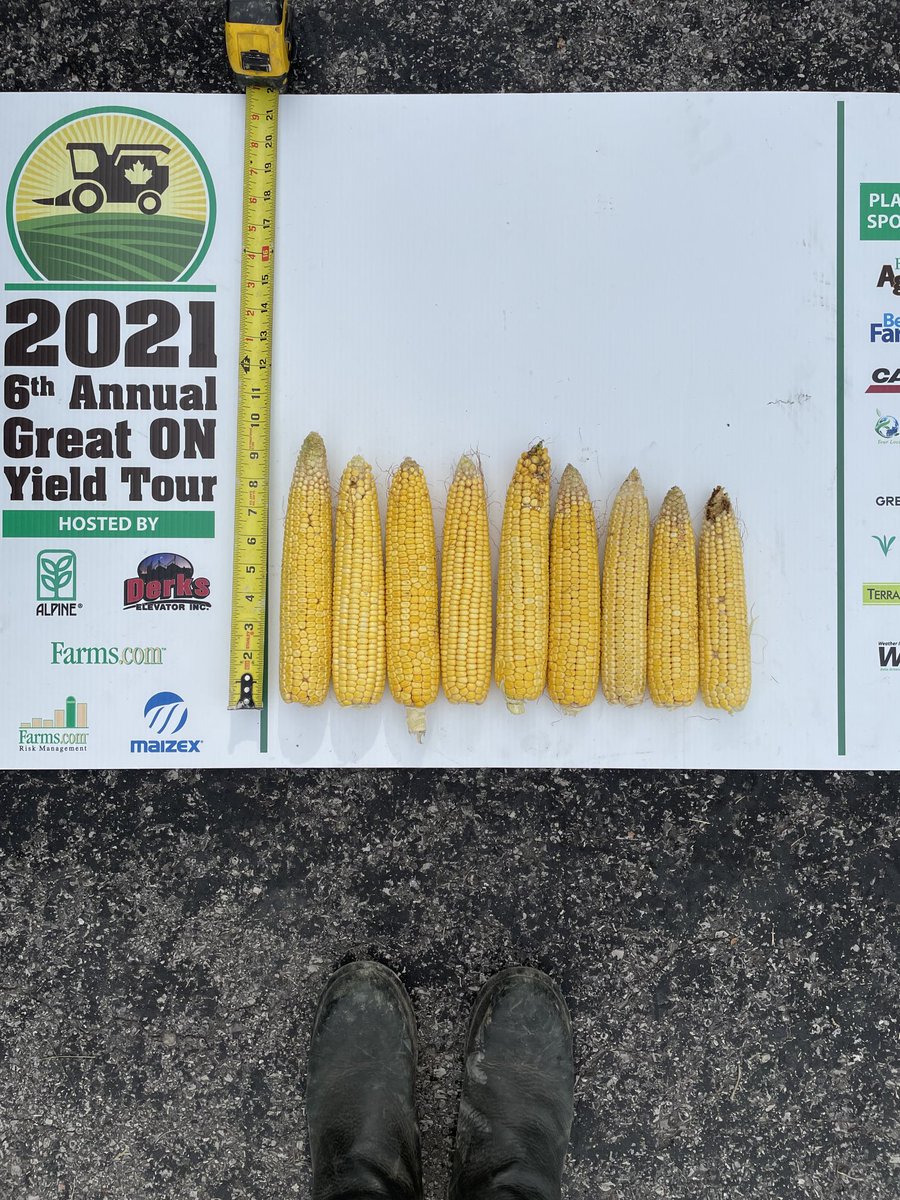 Long days sampling corn and soys but here is my average out of the corn field we tested in North Dundas and some South Dundas county on August 18. @ontag, @mrfarmerd, <a href="/alpinepfl/">ALPINE</a>, <a href="/syngentacanada/">Syngenta Canada</a>, @farmsnews, @maizex,