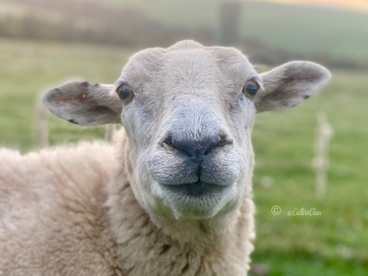 CallissClan's tweet photo. #Minnie family photos - Min, first-born #MaxiMoo & this year’s twins, #BrownButt & #Wonky https://t.co/RT2L51vAPV