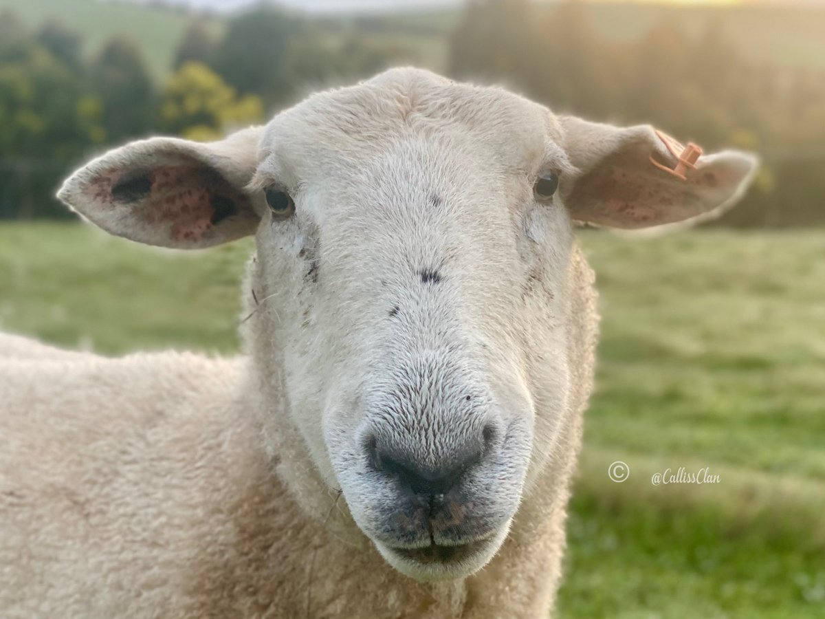 CallissClan's tweet photo. #Minnie family photos - Min, first-born #MaxiMoo & this year’s twins, #BrownButt & #Wonky https://t.co/RT2L51vAPV
