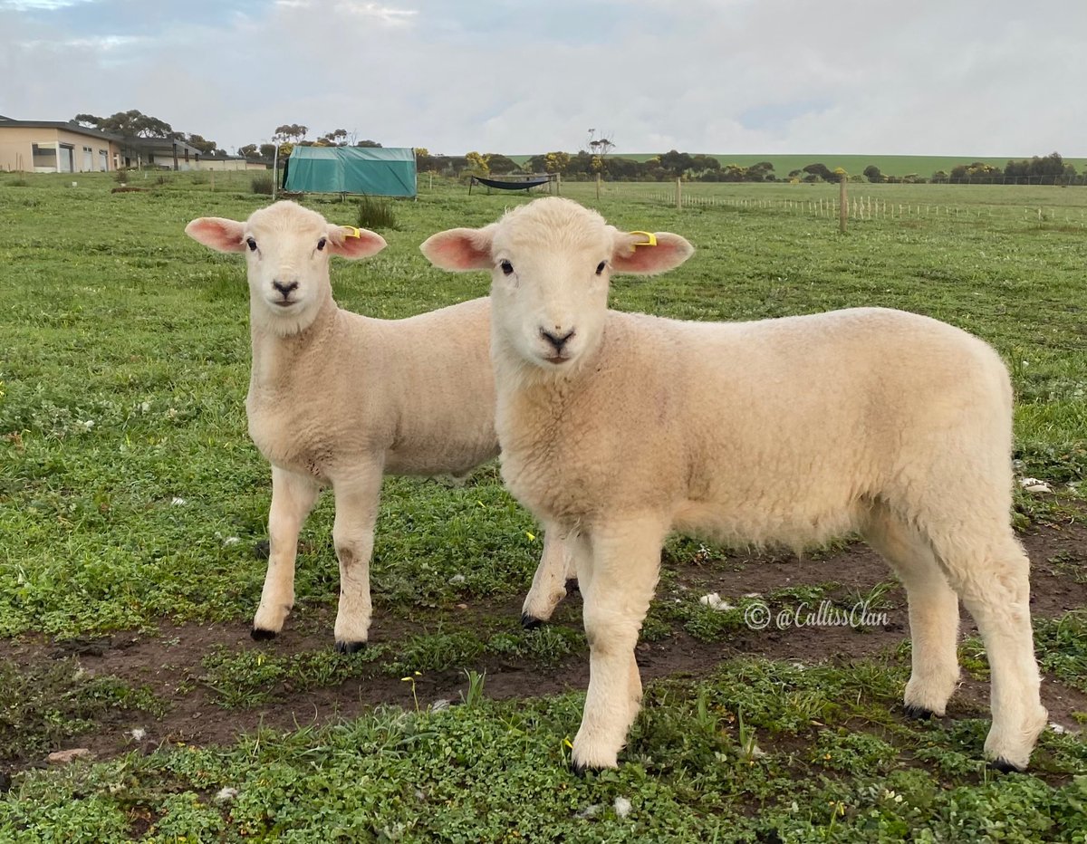CallissClan's tweet photo. #Minnie family photos - Min, first-born #MaxiMoo & this year’s twins, #BrownButt & #Wonky https://t.co/RT2L51vAPV