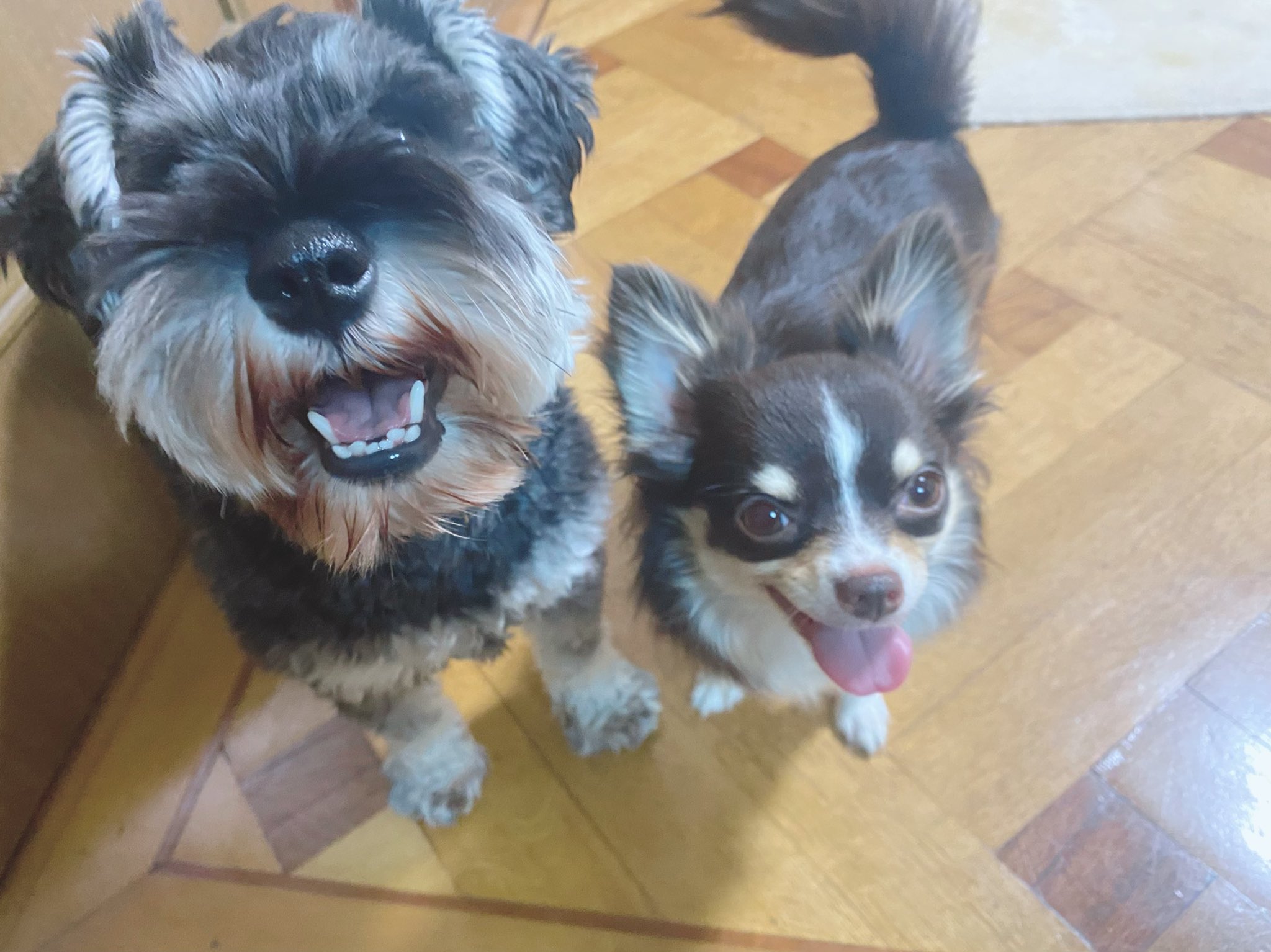 仲良し犬 Twitter Search Twitter