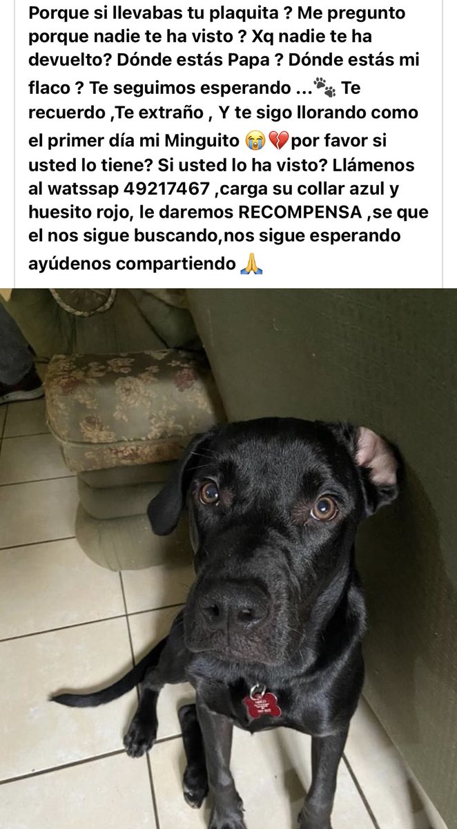 ZmixVal's tweet photo. RT por favor. Siguen buscando a Mingo https://t.co/MjQiq5YcU0
