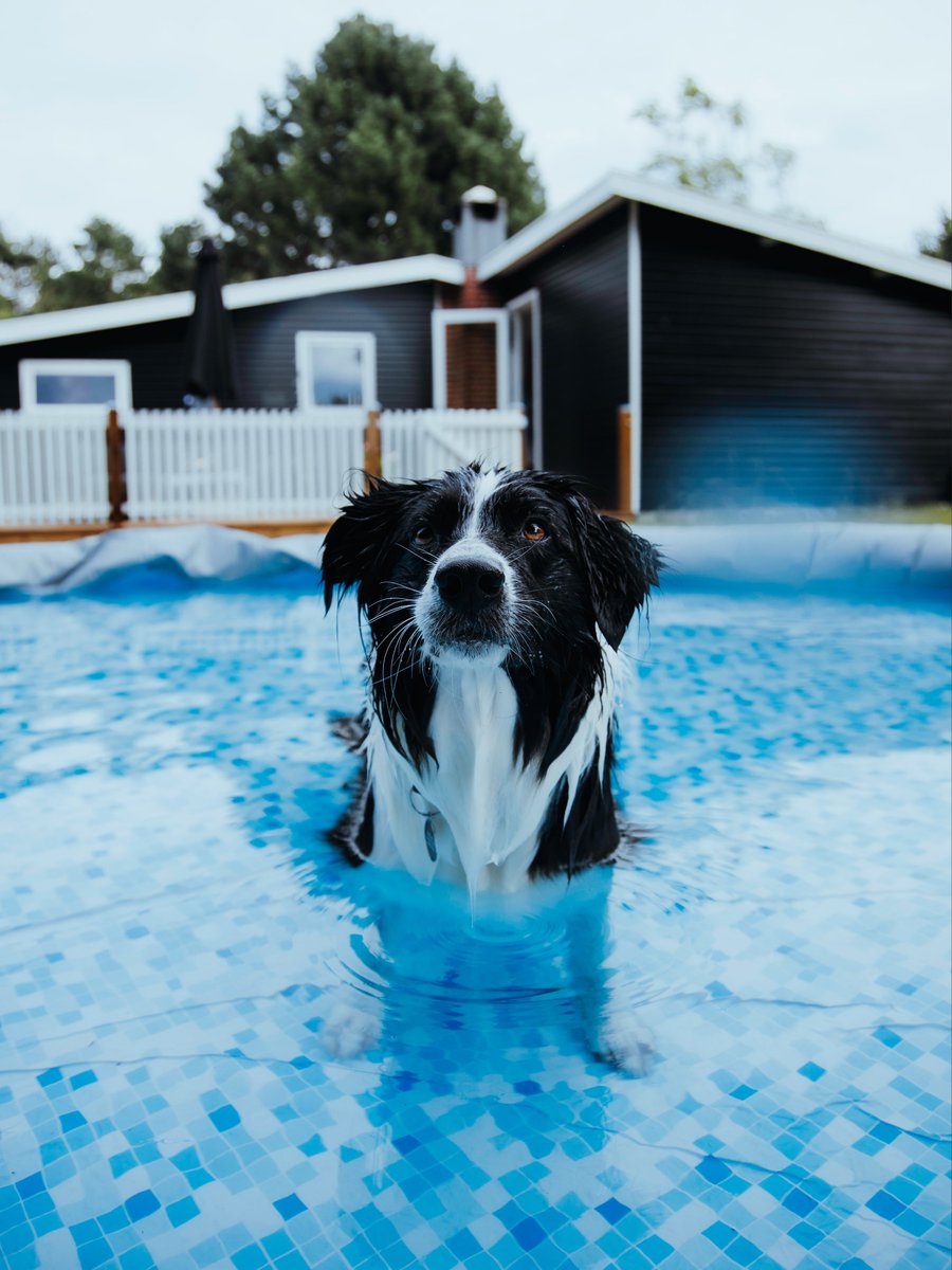 namemuscle's tweet photo. Nothing better than cooling off during the dog days of Summer. #dogsoftwitter #dogday Tired of working like a dog for some faceless corporation?  Check out our new acquisition https://t.co/k5uGvqy7oA Be your own boss.  Remember it's only the lead sled dog who has a change of view https://t.co/vbBo3ELqNu