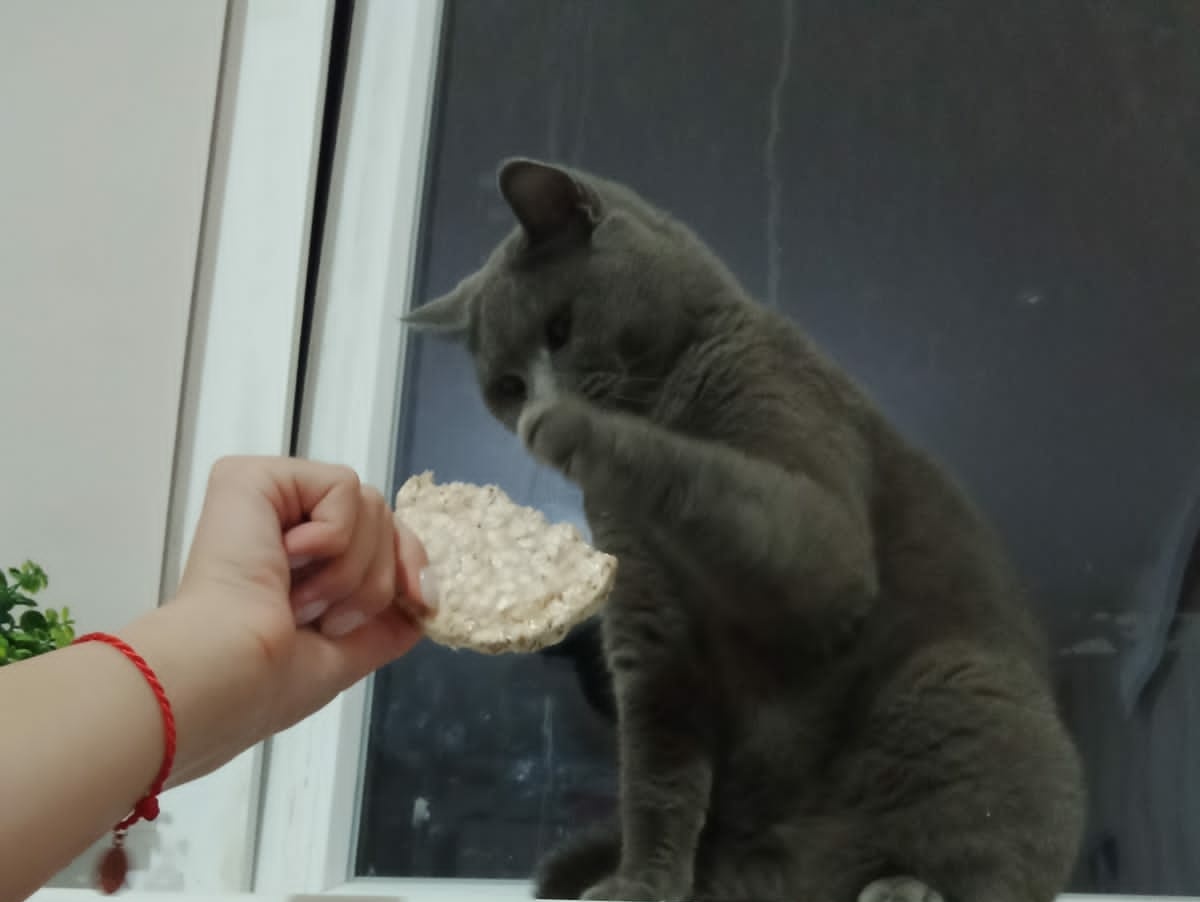 _limb__'s tweet image. мой любимый снюс
#коточетверг