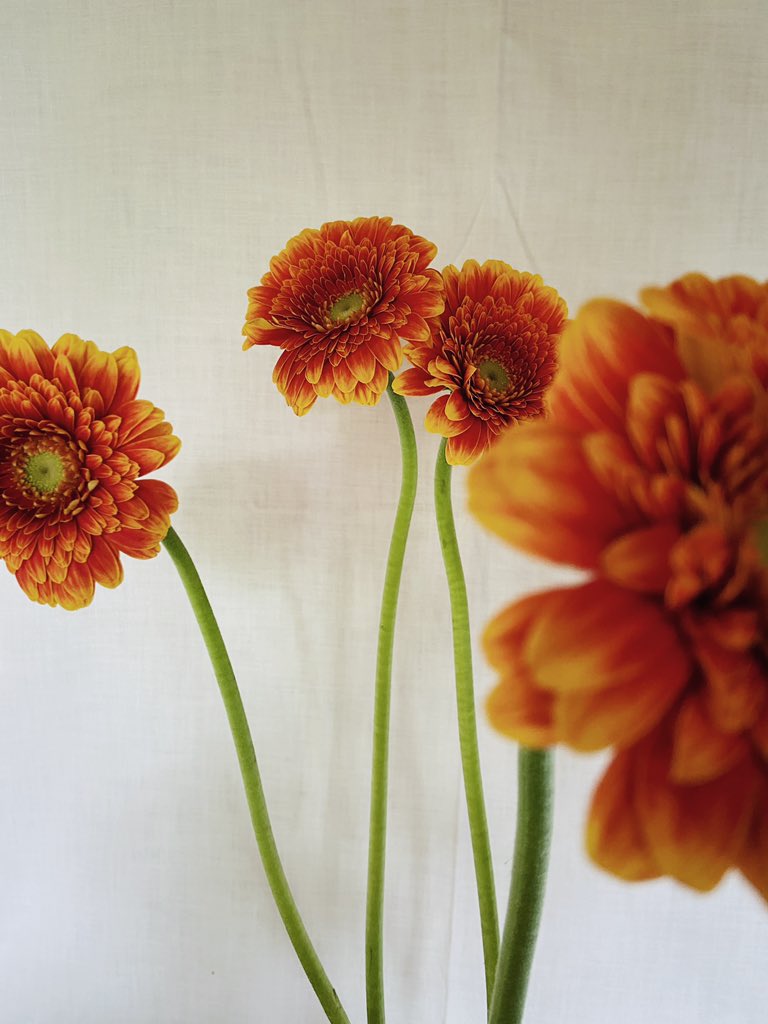 wild_lifeguide's tweet photo. Gerberas taking centre stage in my shed come flower studio 🔥 

#flowers #allotmentUK #floraldesign #floristry #nature #gardening https://t.co/bhbqfNN0Ji