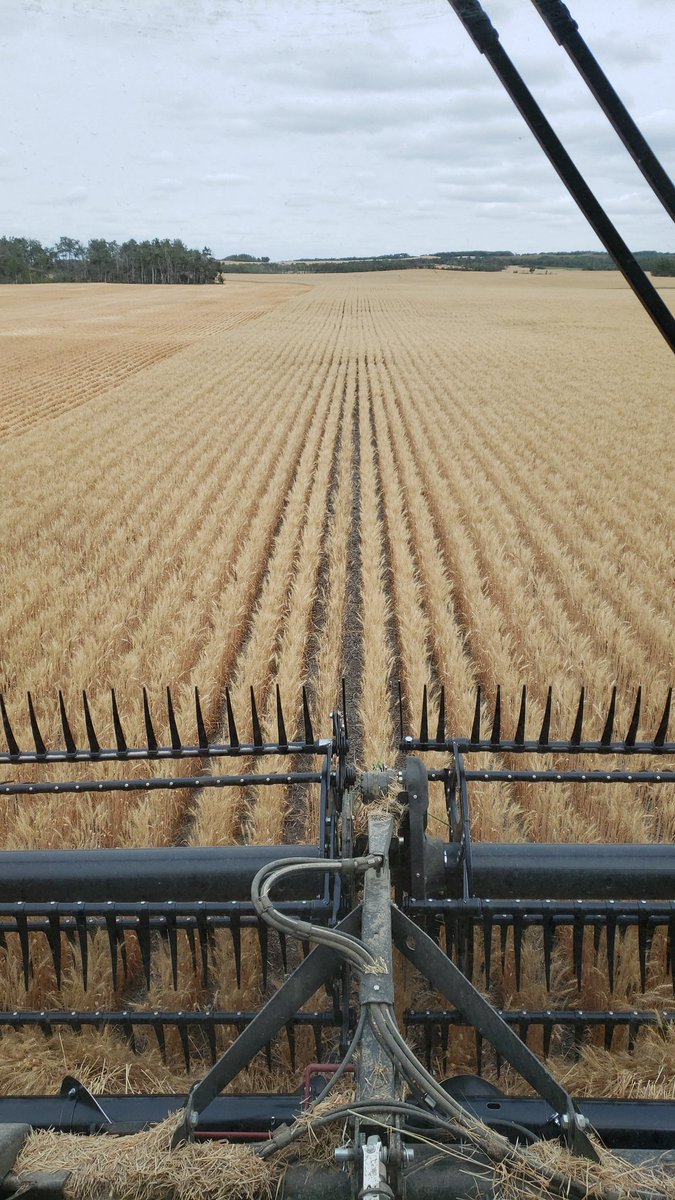 craswellseeds's tweet photo. Started on some wheat today. One combine on #AACStarbuckVB and one on a 30ac piece that will produce Foundation #AACHockley which is a 2023 variety from @FPGenetics. Basically side x side so should be a good comparison. https://t.co/Iryogu4BSP