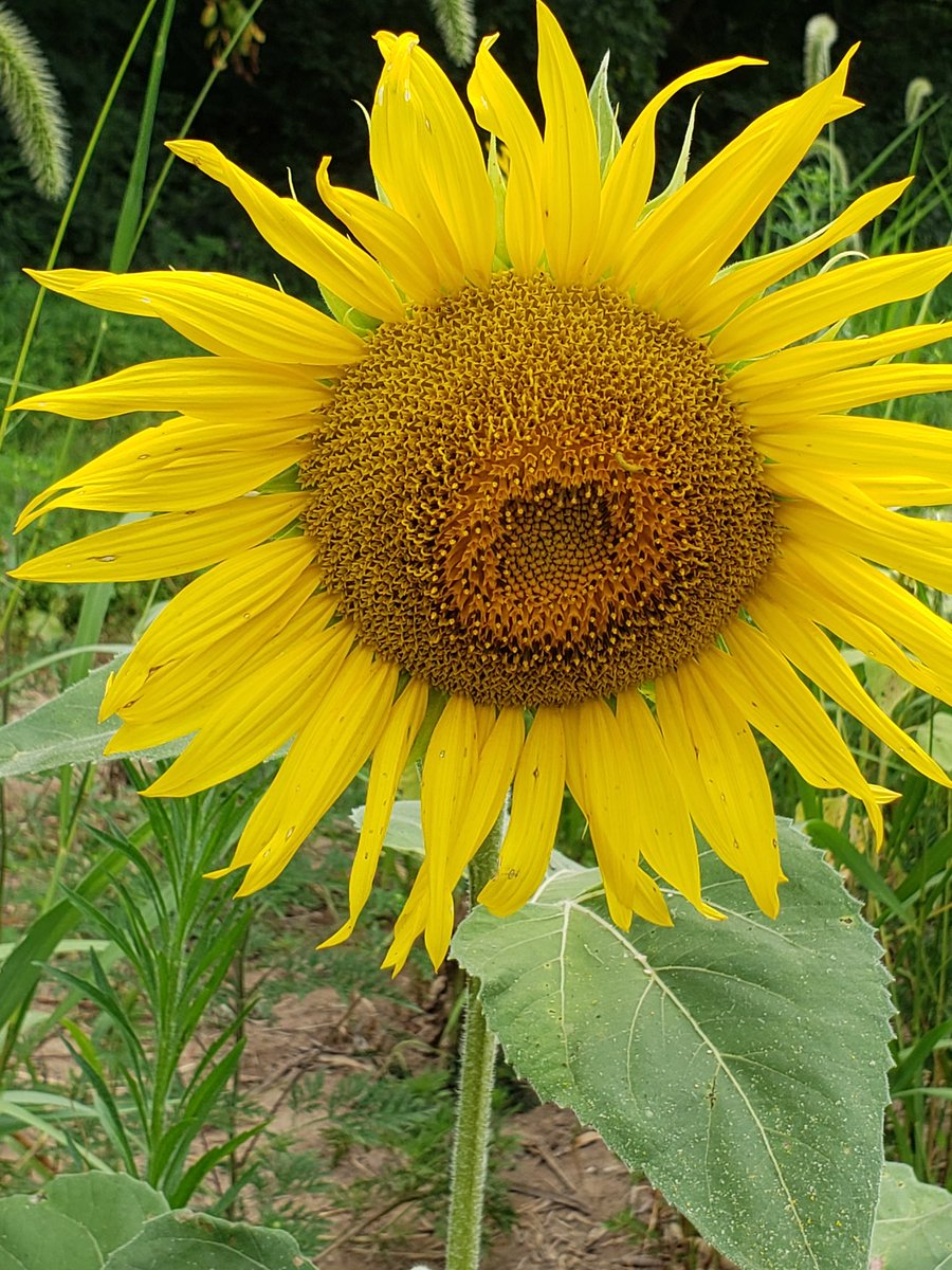 GreenSongbirdgg's tweet photo. @kellyclarkson i know you love sunflowers, so I thought I would share one with you. https://t.co/nHm1GGziYO