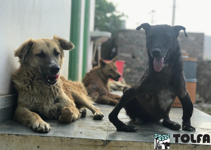 TOLFAcharity's tweet photo. WORLD HUMANITARIAN DAY
Sometimes, the world can feel v heavy. Our animals help us through. On this day of compassion we thank all working tirelessly to help those in urgent need, & hug our family & pets tighter tonight. Goodnight & solidarity.
Mandy, Veeru, Sona & #TeamTOLFAπ https://t.co/OVb3SOASlx