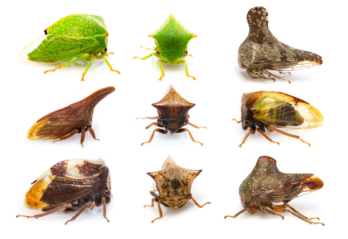 BloinP's tweet photo. Quebec has an unsuspected diversity of insects, especially in terms of Membracidae (treehoppers). Here is a sample of the 78 species recorded for the province.

#Membracidae #Bugshot #Hemiptera #insect https://t.co/zMzkILGXym