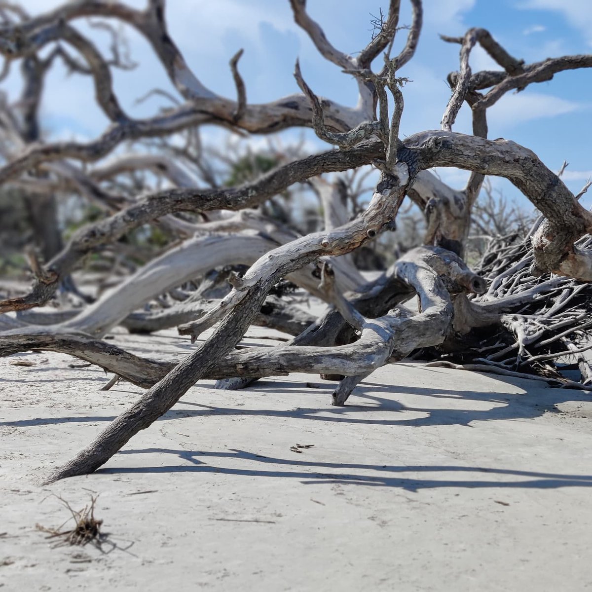 EolSocial's tweet photo. @hhsocialwork Driftwood Beach Jekyll Island Georgia https://t.co/Snxz311n6D