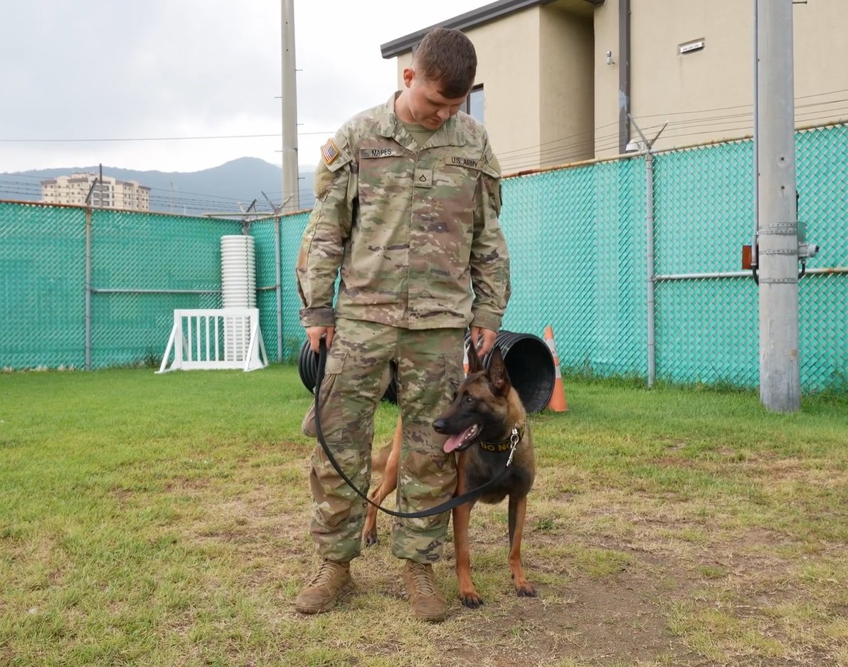 This right here is what we call a team!
Solid highlight coming from @19th_ESC displaying the teamwork between PFC Mapes and his MWD Annapolis from 903rd MP MWD Detachment
#EverySoldierCounts
#PeopleFirst 
#94thMP
Video Link Below!
I Love My Job - PFC Mapes fb.watch/7umEV7sv34/