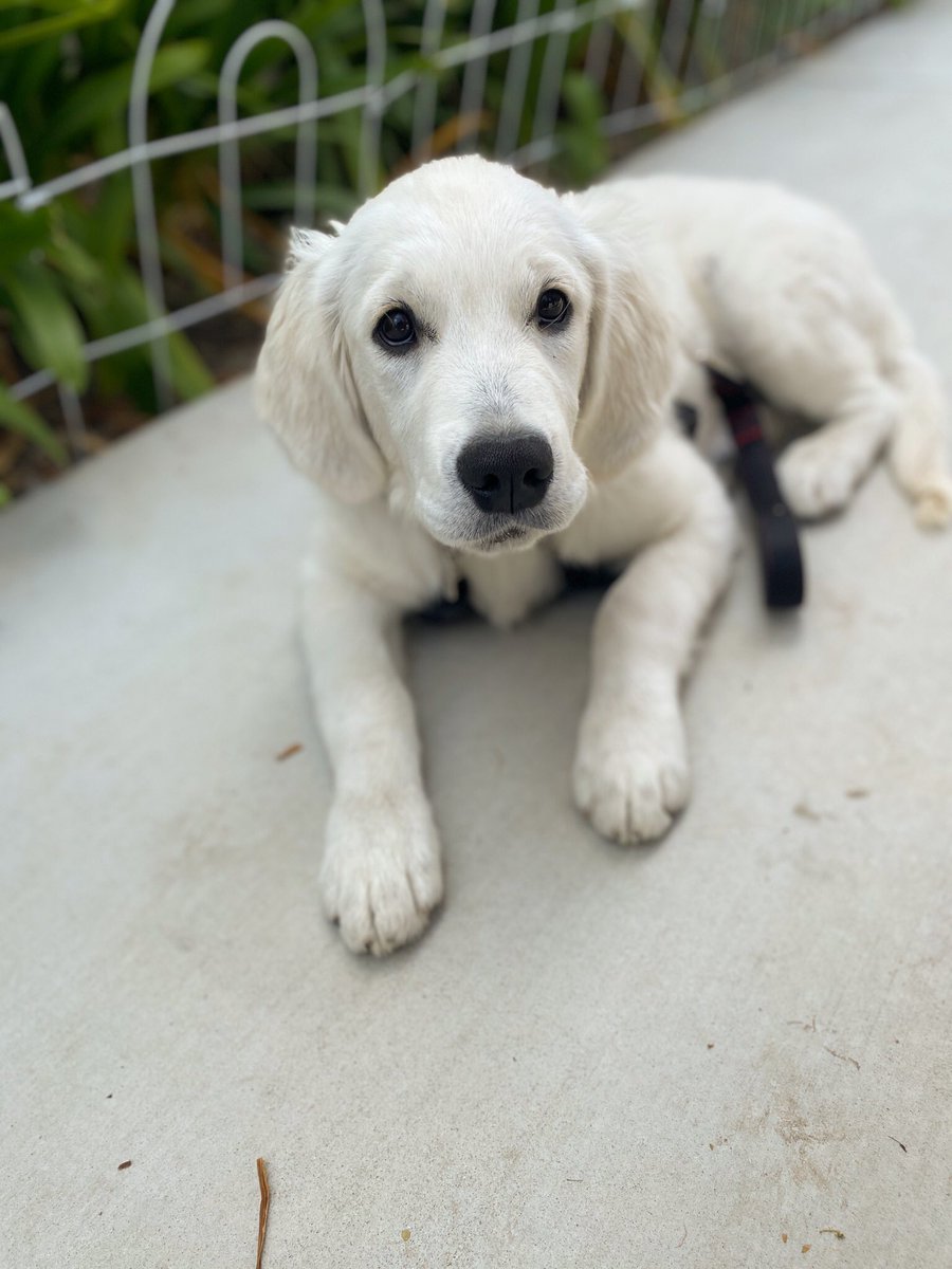 loveatfirstsit's tweet photo. No. Sad puppy eyes do not earn extra points in puppy training. Well actually, yes. Yes indeed they do. #puppytraining #GoldenRetrievers #loveatfirstsit https://t.co/4SG4rapNpE