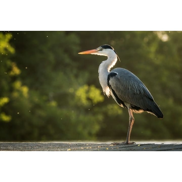 Don't mind me, just slowly sinking into the broad edge to get a low down shot of this beauty of a grey heron 😁 Taken on the Norfolk Broads, such a peaceful place with so much nature to see.

#greyheron #heron <a href="/every_heron/">Every Heron 𓆀💙</a> <a href="/NorfolkBroadsNP/">The Norfolk Broads</a> <a href="/NorfolkWT/">Norfolk Wildlife Trust</a> <a href="/Natures_Voice/">RSPB</a> <a href="/britishbirds/">British Birds</a>