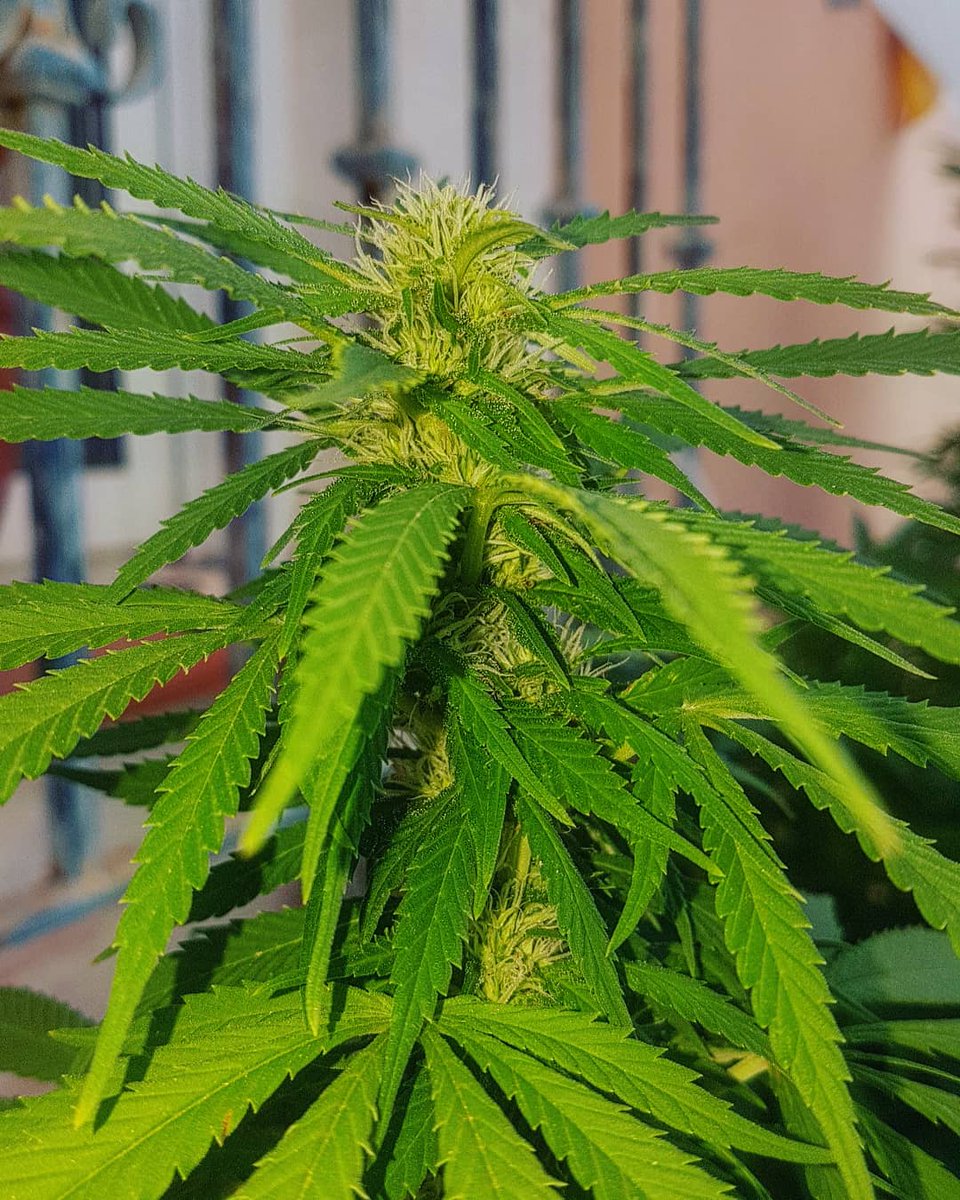 Sophie_MJ's tweet photo. Cada una tiene su luz y belleza propia, ninguna imita a nadie ni quiere ser como la otra.
Son perfectas y únicas , ¡como Tú!
Así van engordando las flores de #Blueberry99 🌱💙💚💙💚
@GreenbudSeeds @Apez140 @INMAQ16
#Greenbudseeds #AdrycsCove #feminizada #AUTOCULTIVO
👩🏼🌾💙💚🌱 https://t.co/vLKkA2xX97