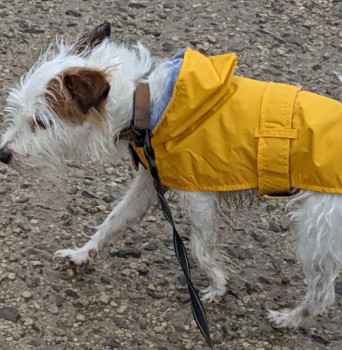 millypod1's tweet photo. 🆘18 AUG 2021. BOWSER #Lost #ScanMe #Tagged
OLDER White & Brown Jack Russell Terrier Male
Rother Valley Country Park #Sheffield #SS60
#SouthYorkshire SIGHTINGS PLZ ☎️07903005112
https://t.co/12wS8wyZjk https://t.co/vG5GHiDpA8