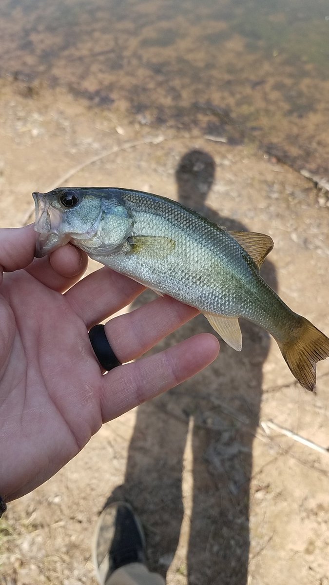 NFranklin3D's tweet photo. @MysteryTackleBx Fought like a Pig on that Shimano 1000😪 https://t.co/c2iwZOhCEr