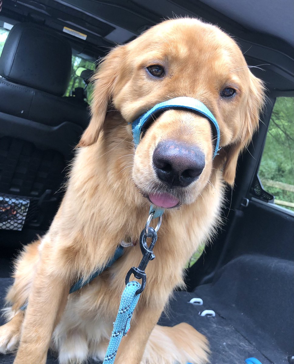 Himes412's tweet photo. Tried #TrainingDayThursday at #MistyPines and class was canceled so we roamed around #Sewickley this afternoon! https://t.co/hoP1IIOhG3