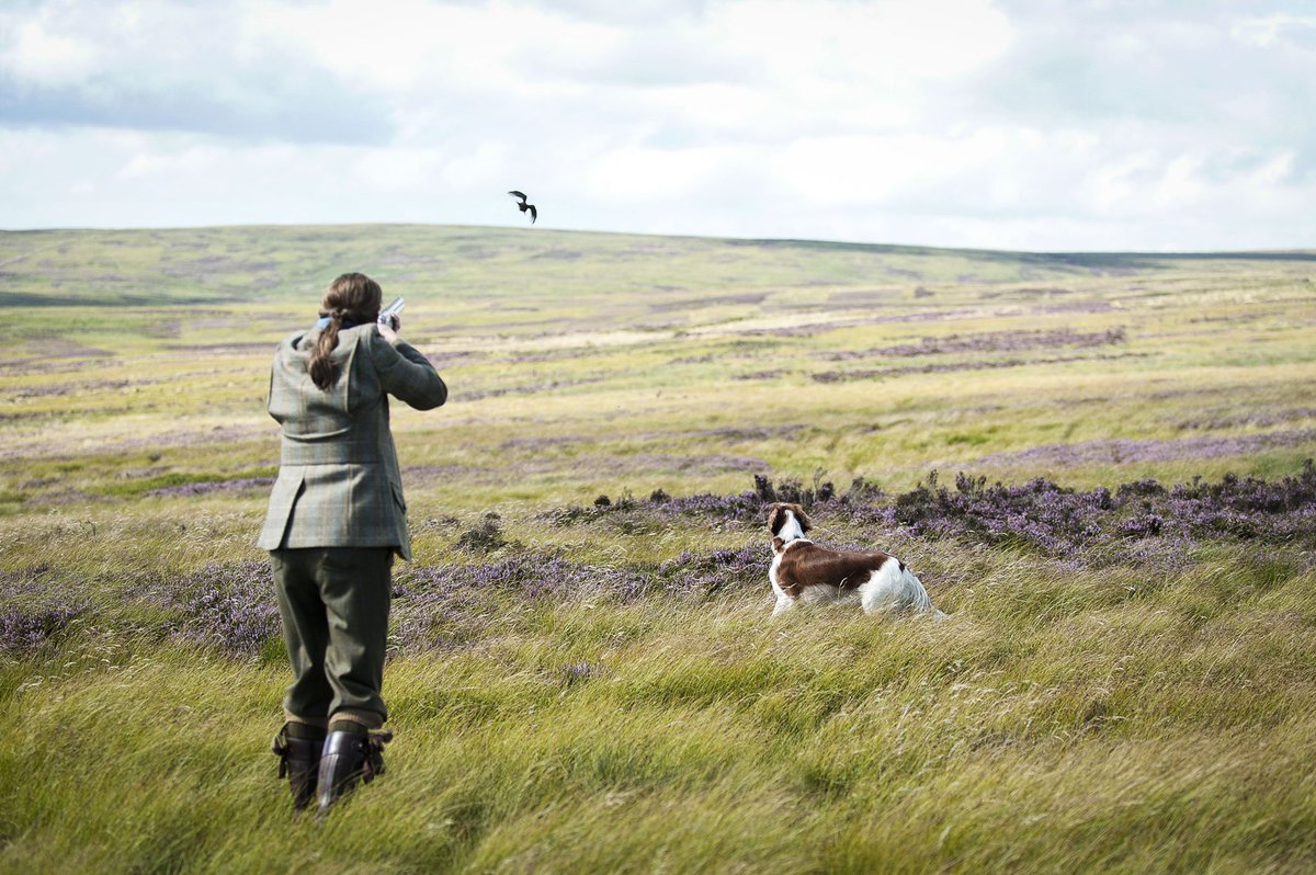 Despite the curtailed grouse season, our latest blog post looks at the positive impact of our gamekeepers conservation work, which brings a fantastic array of benefits to our moorland-ecosystems. 

Read the full blog here: bit.ly/GloriousTwelft…