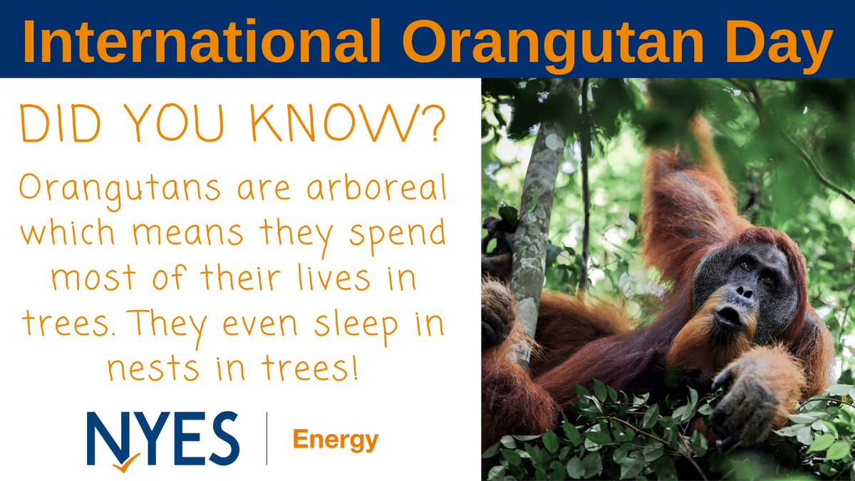 Today is #InternationalOrangutanDay🐵
Learn more about orangutans and palm oil in a Rainforest Day visit by Power Down Pete - we can help your students develop an awareness of how they can save the planet

📢Email: peter.bell@northyorks.gov.uk📢
#energy #sustainability
