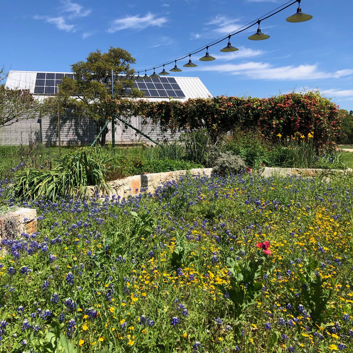 A beautiful and bright day at The Cedars Ranch ☀️ 

“Plant seeds of happiness, hope, success, and love; it will all come back to you in abundance. This is the law of nature.”
 —Steve Maraboldi

#TheCedarsRanch #Nature #Flowers #Thursday