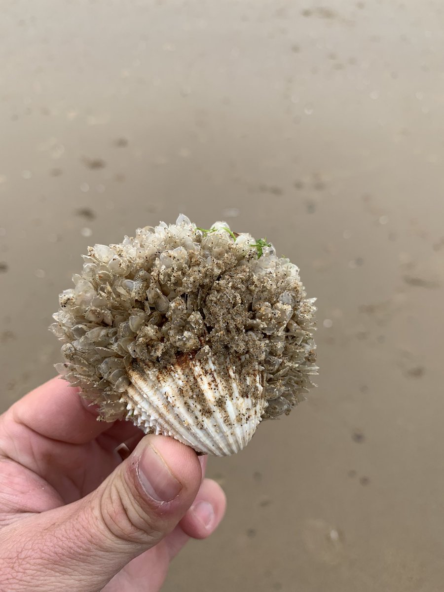 SRD_Outdoor's tweet photo. Spending my days off exploring with el doggo and friends. #GetOutside #Adventure #Exploring #CoastalAdventure #Gower #Wales https://t.co/jaeruXRBbX