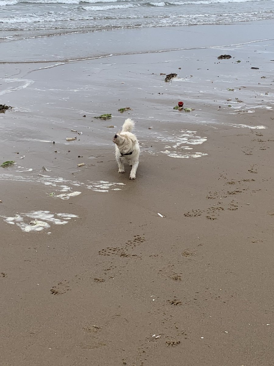 SRD_Outdoor's tweet photo. Spending my days off exploring with el doggo and friends. #GetOutside #Adventure #Exploring #CoastalAdventure #Gower #Wales https://t.co/jaeruXRBbX