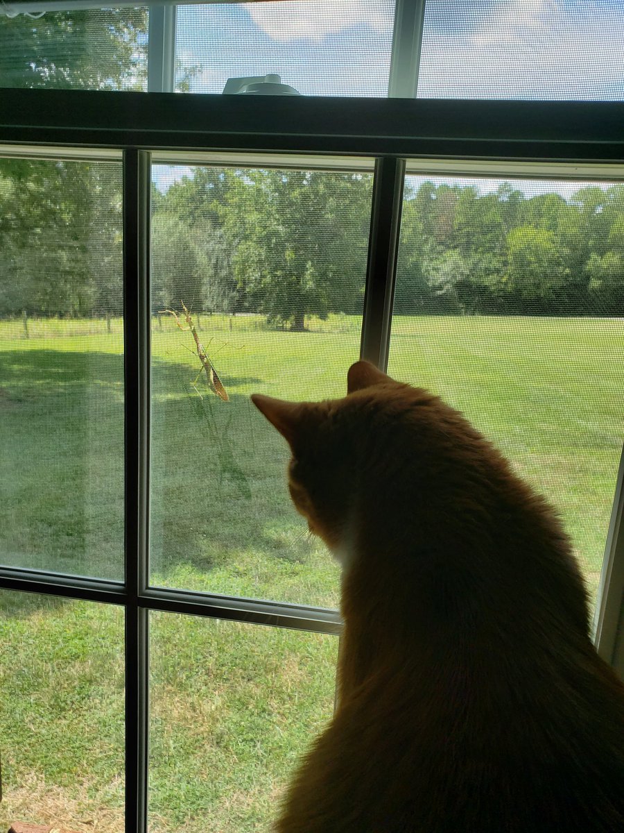 MidniteTraveler's tweet photo. Buddy made friends with a praying mantis. https://t.co/FQcImIDcrh