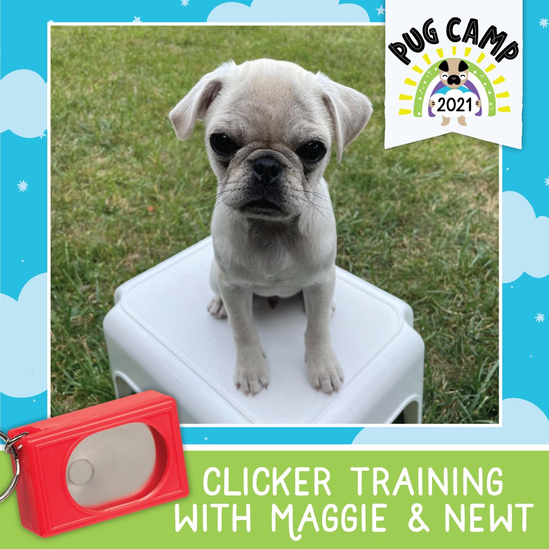 pugcamp's tweet photo. Coming to Pug Camp a day early? Don't miss the Clicker Training Class! Join Maggie and Newt for a one-hour training class. We will provide the clicker, you bring the treats and the dog! The session is $15. #pugcamp #pugcamp2021
Want to know more? ➡️ https://t.co/HiC1LJfozq https://t.co/pPhTHkXFwI