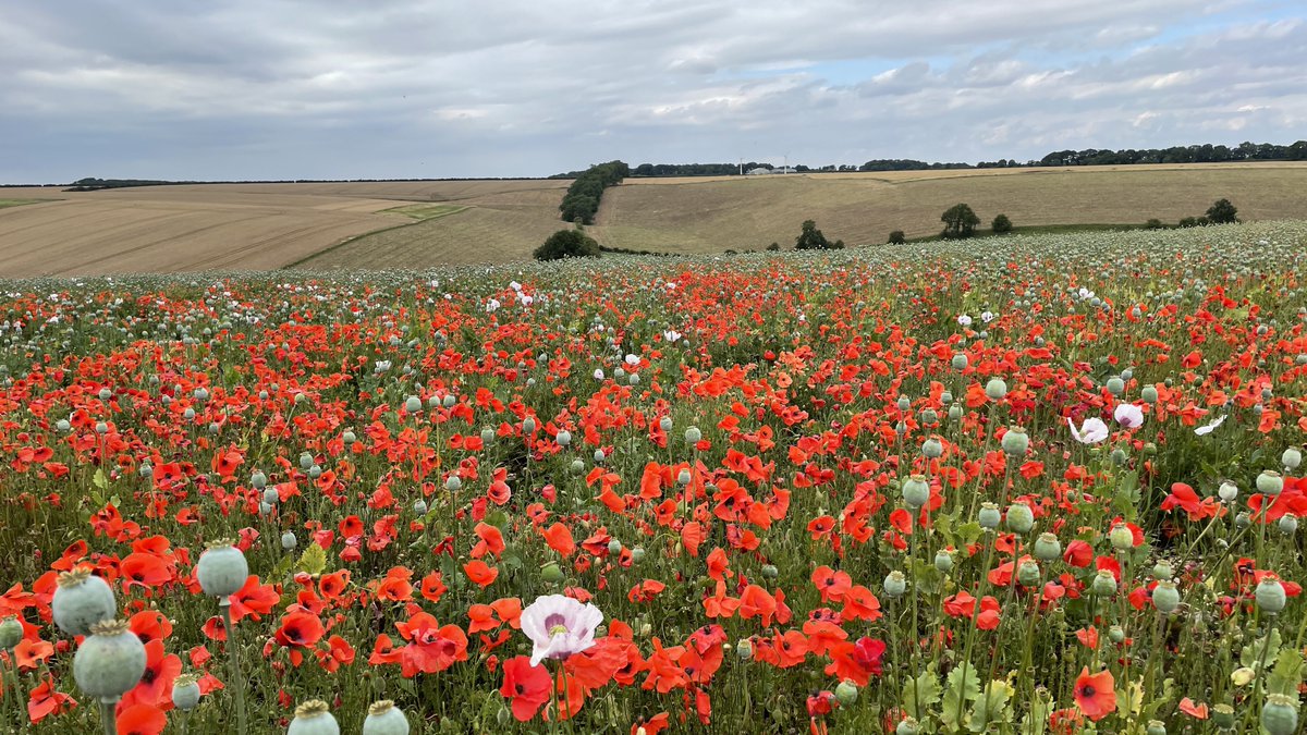 Thank you to everyone who shared their #LoveUKWeather photos with us today Whilst skies have been rather grey for many of us on #WorldPhotographyDay, there's certainly plenty of colour in your photos Thanks to @Liam_Ball92, @victorthevole, @Jacksweatherch1 and @ar_ar888