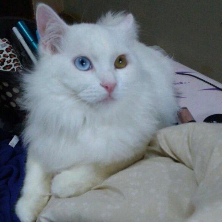 A photo of a fluffy white cat with heterochromic eyes; one blue and one yellow