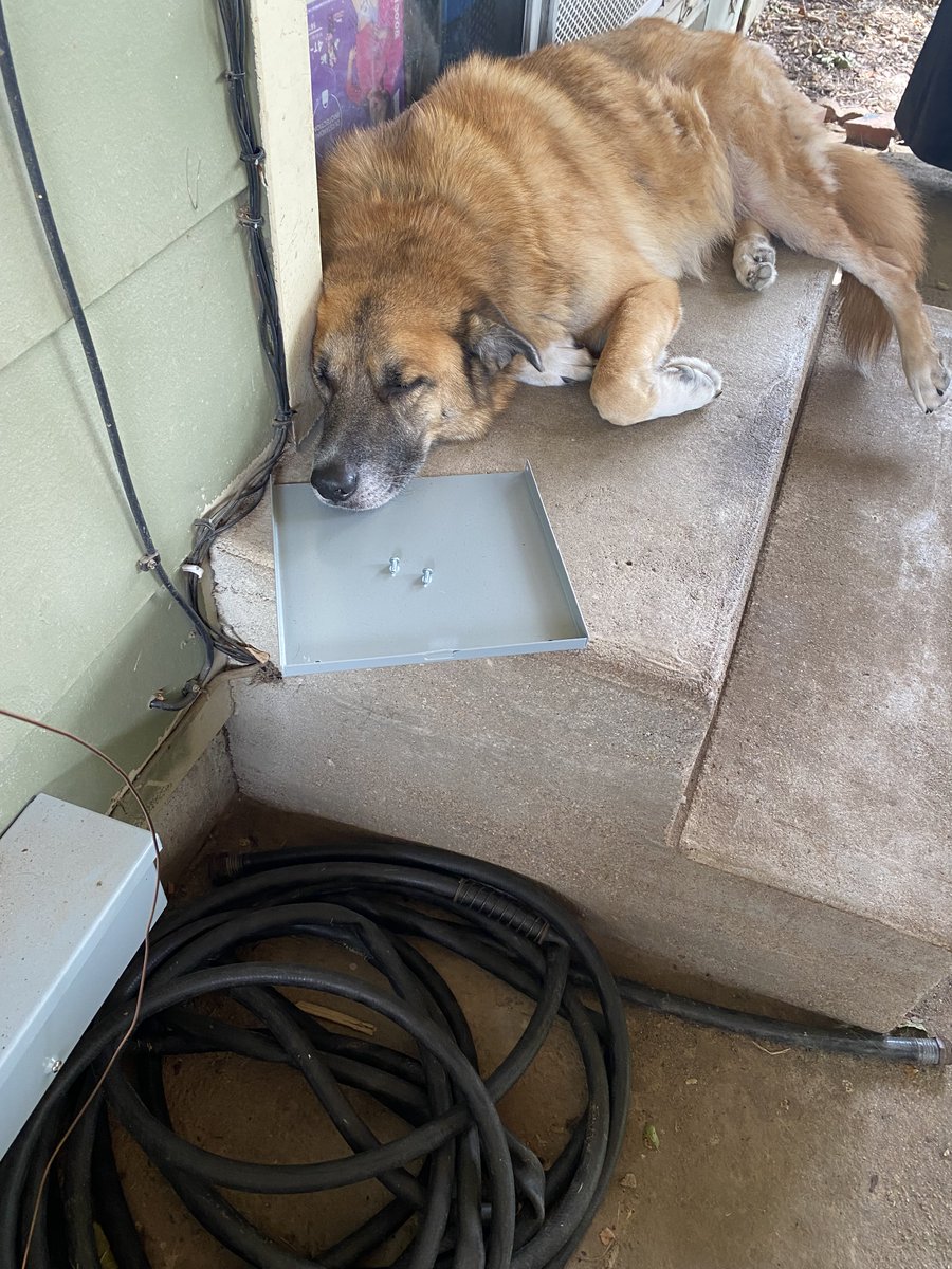 Our new #apprentice is 💯 a very good boi. However, he kept falling asleep on the job, so we have decided it is in his best interest to be a stay-at-home good boi.