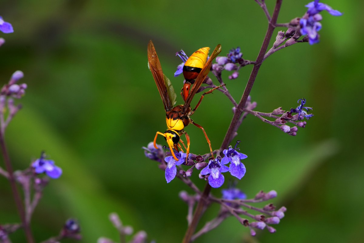 Flowering plants are attractive to wasps. This is because, wasps feed on the sweet, high-energy nectar produced by flowers #natgeoyourshot #nifcontest2021 #nikon #nikon105macro #nikonphotography #NikonD5600
#BBCWildlifePOTD <a href="/WildlifeMag/">BBC Wildlife</a> <a href="/BBCSpringwatch/">BBC Springwatch</a> #iNaturalist #waspflower