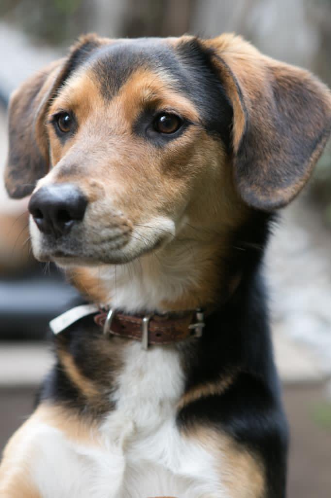 RefugiOceaniCAN's tweet photo. El es CHIP fue adoptado hace 1.5 años, por 2da ocasión porque la 1a lo llevé a una casa de cuidado de la 3a edad. Y me lo terminaron regresando pero luego la vida le dio una bella oportunidad al lado de un ser súper!
Gracias Chip por compartir tus croquetitas con los Oceanicanes. https://t.co/RRdV2l2EeZ