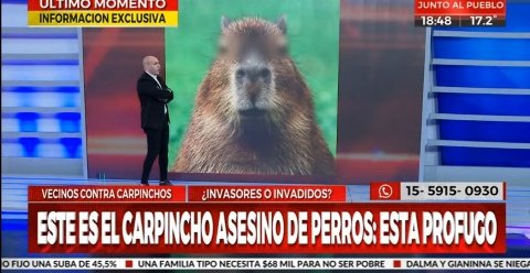 TN: Revuelo por los carpinchos de Nordelta
C5N: Revuelo por los carpinchos de Nordelta
Crónica: