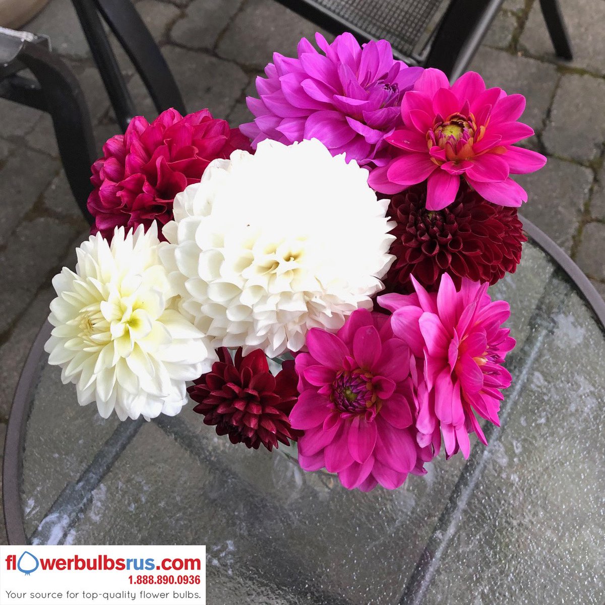 Dahlias make stunning cut flowers 💐 From our Summer Collection. Have you purchased your fall bulbs yet? 10% off ‼️only until August 31st. 
🌸 flowerbulbsrus.com 🌸

#flowervase #cutflowers #dahlias #garden #vase #arrangement #supportlocal #Canada #shoplocalcanada #toronto